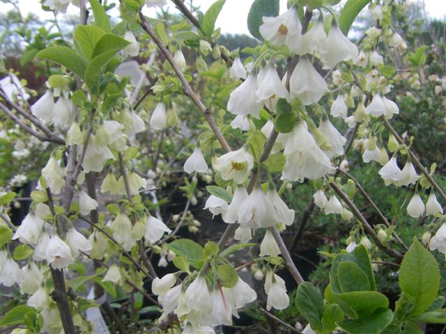 Halesia carolina
 